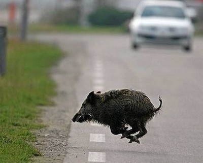 Cinghiale su strada urbana